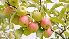 Čo skúsení záhradkári najčastejšie sadia pod jabloňou: rastliny, ktoré zvyšujú úrodnosť