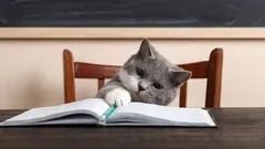 Ako inteligentné sú mačky v skutočnosti a čo všetko sú schopné vnímať?