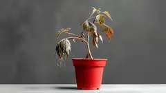 Jednoduchý domáci spôsob, ako oživiť zvädnuté rastliny – 3 ingrediencie, ktoré už máte v kuchyni.