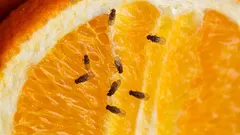 Zbohom ovocným muškám: ako sa ich zbaviť jednoduchým domácim prostriedkom