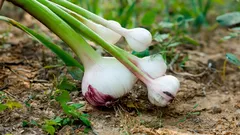 Odporúčané rastliny na výsadbu vedľa cesnaku: obojstranne výhodné kombinácie pre lepšiu úrodu