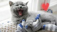 Prečo vaša mačka chodí po dome a mňauká: čo sa vám snaží povedať?