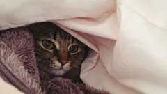 Pri akej teplote mačky mrznú – a cítia vôbec chlad?