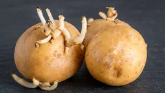 Nevyhadzujte zemiakové klíčky: budete prekvapení, ale aj tie majú užitočné využitie