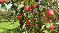 Rez ovocných stromov: vhodný čas a užitočné tipy na bohatú úrodu