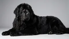 6 lenivých plemien psov pre tých, ktorí milujú ticho a pokoj